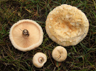 Lactarius pubescens