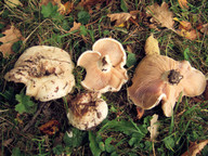 Lactarius controversus