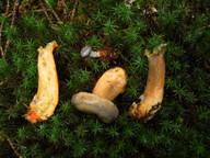 Lactarius quieticolor