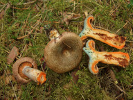 Lactarius quieticolor