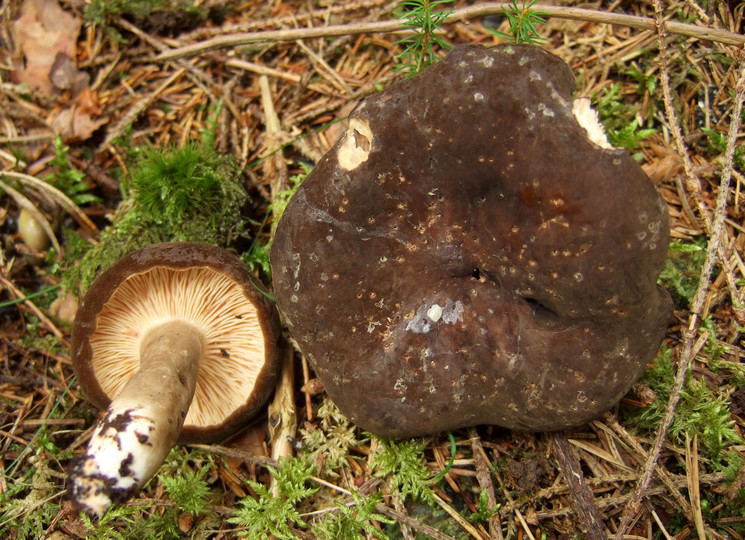 Lactarius picinus