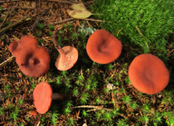 Lactarius camphoratus