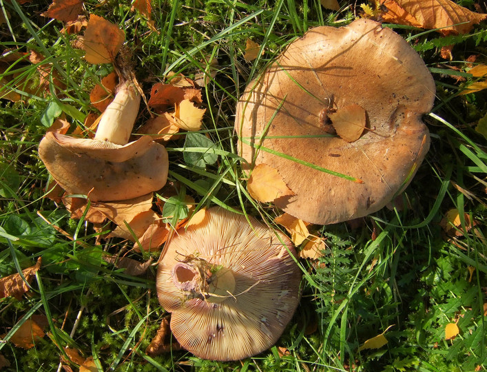 Lactarius violascens