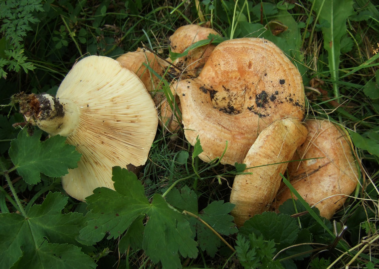 Lactarius zonarius