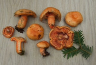 Lactarius salmonicolor