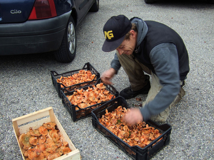 Lactarius salmonicolor