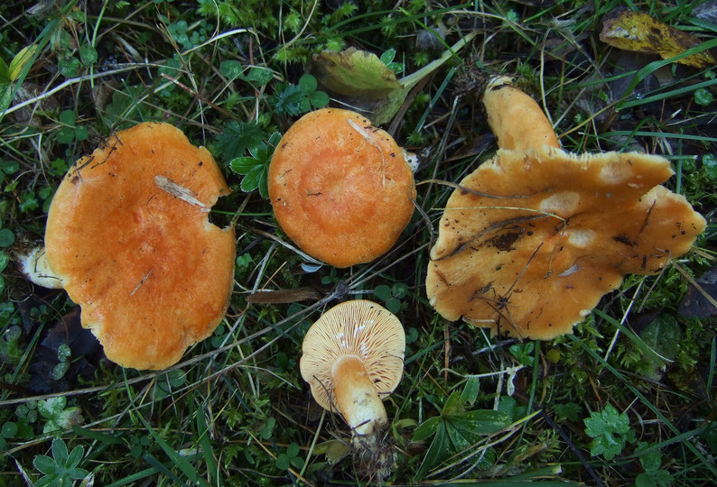 Lactarius porninsis