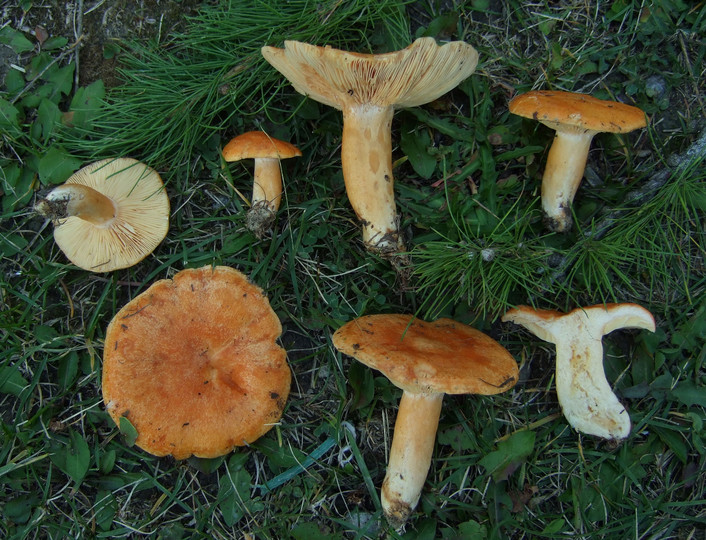 Lactarius porninsis