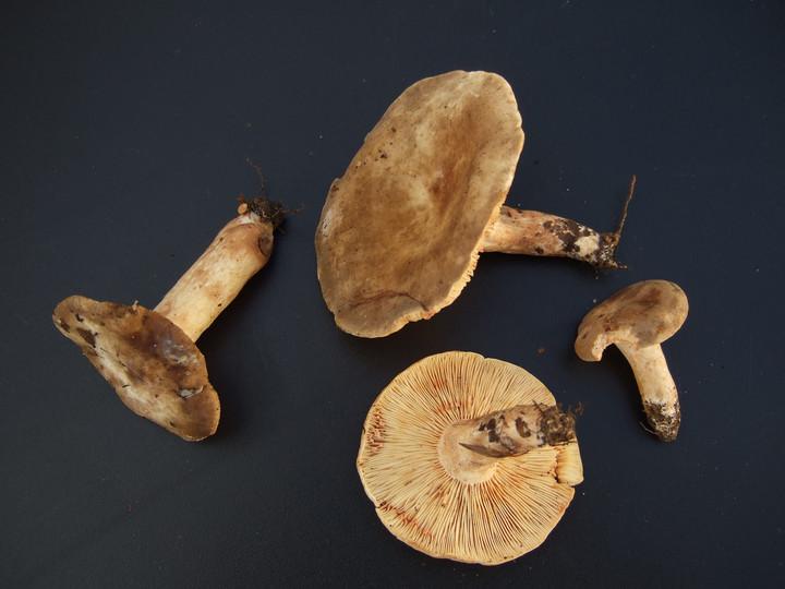 Lactarius pterosporus