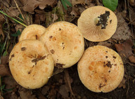 Lactarius evosmus