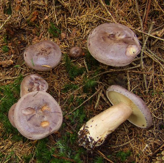 Lactarius trivialis