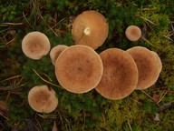 Lactarius helvus