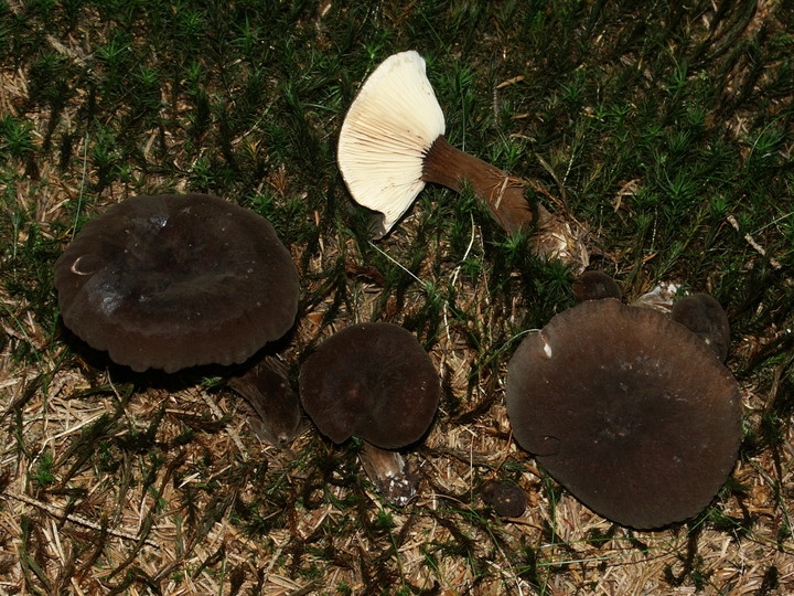 Lactarius lignyotus