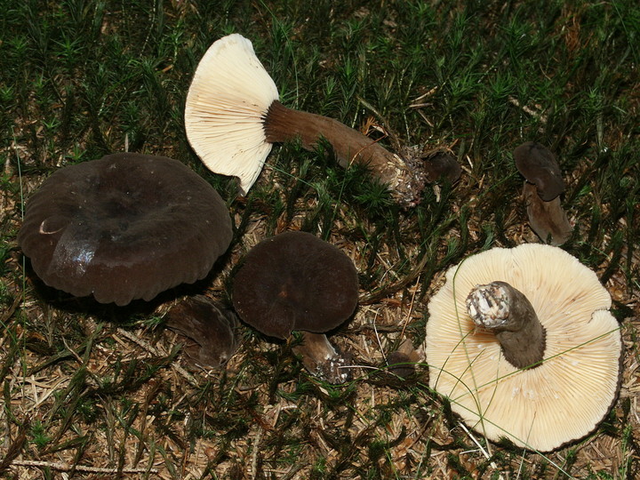 Lactarius lignyotus