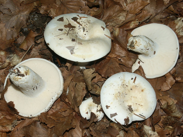 Lactarius piperatus