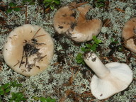 Lactarius musteus