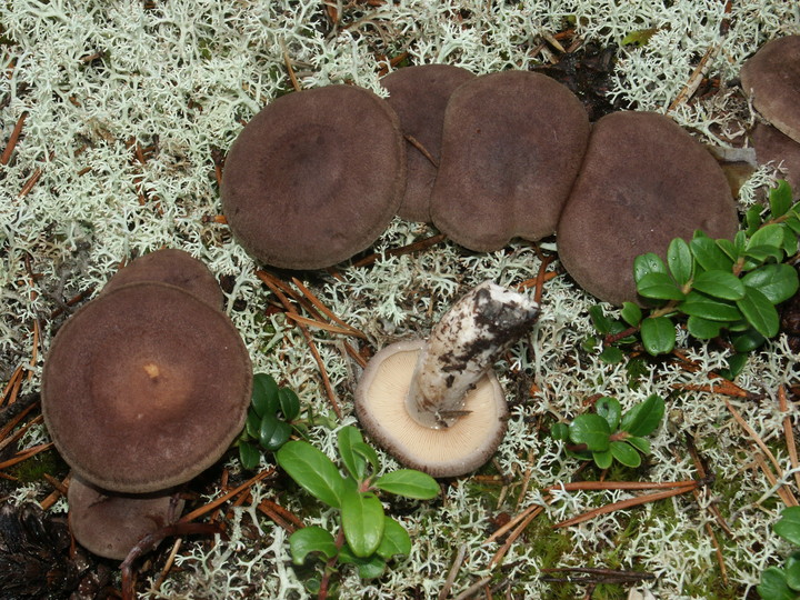 Lactarius mammosus