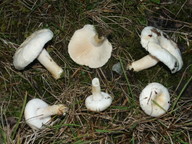 Lactarius pubescens