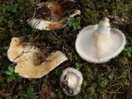 Lactarius aquizonatus