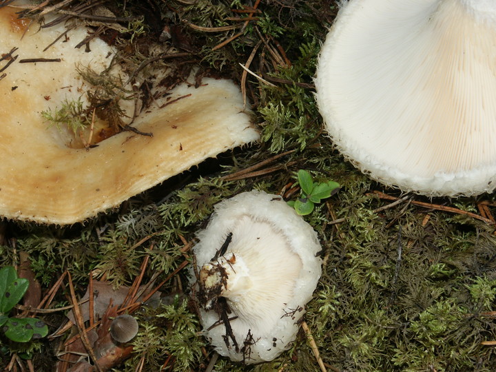 Lactarius aquizonatus