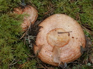 Lactarius deliciosus