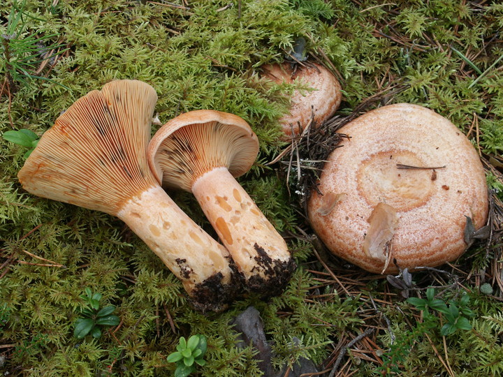 Lactarius deliciosus