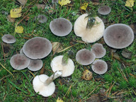 Lactarius mammosus