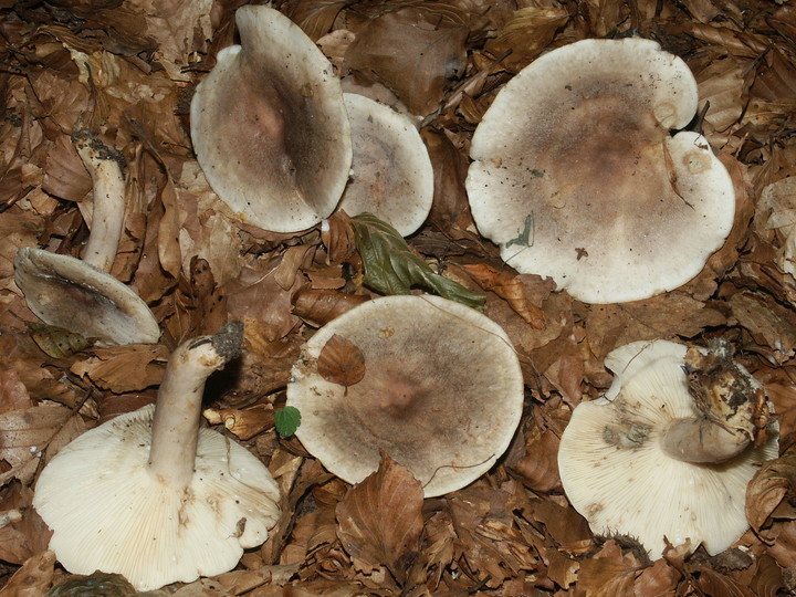 Lactarius fluens