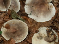 Lactarius fluens