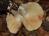 Lactarius acris