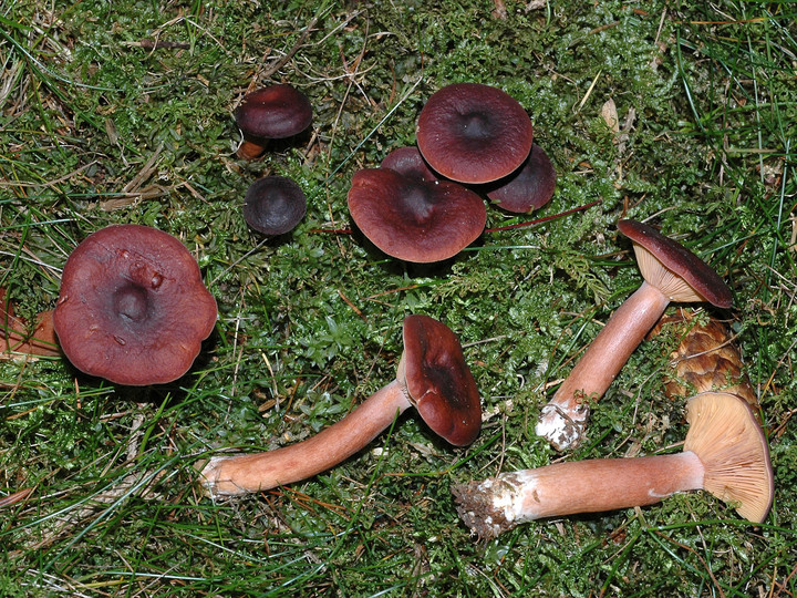 Lactarius hepaticus