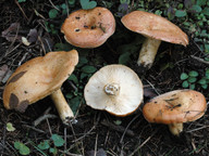 Lactarius zonarioides