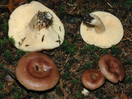 Lactarius hysginus