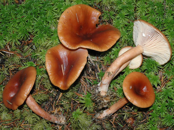 Lactarius sphagneti