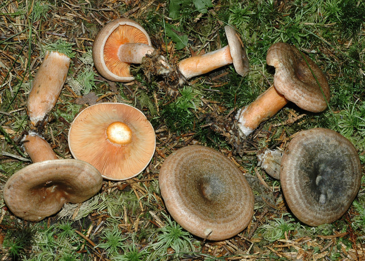 Lactarius fennoscandicus