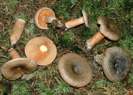 Lactarius fennoscandicus