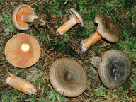 Lactarius fennoscandicus