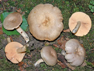 Lactarius pyrogalus