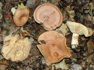 Lactarius chrysorheus