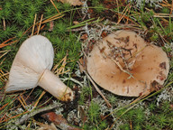 Lactarius musteus