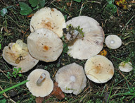 Lactarius aspideus