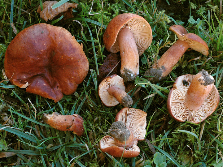 Lactarius fulvissimus