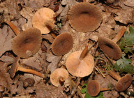 Lactarius serifluus