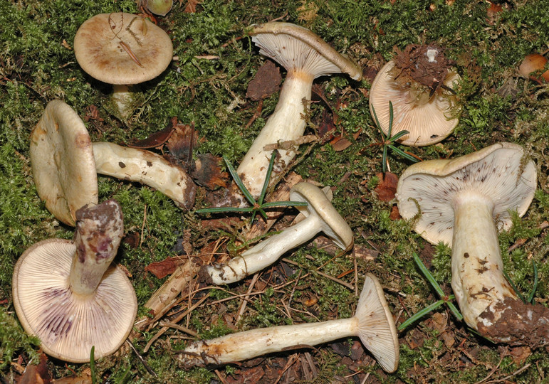 Lactarius flavidus