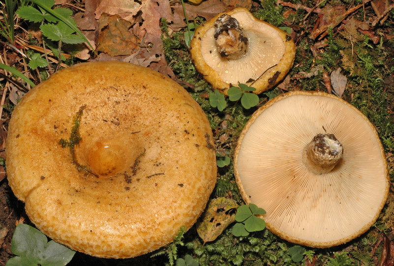 Lactarius scrobiculatus