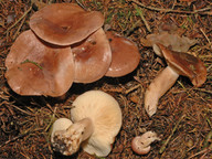 Lactarius hysginus