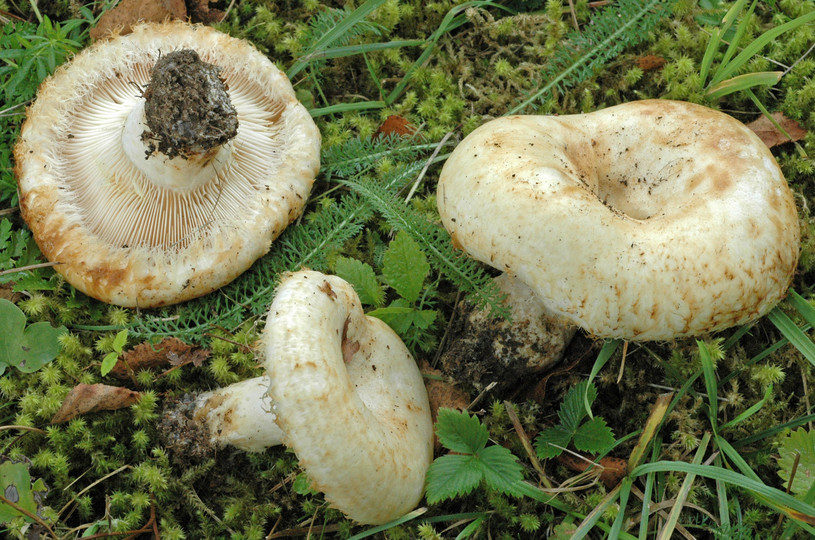 Lactarius citriolens