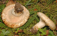 Lactarius citriolens