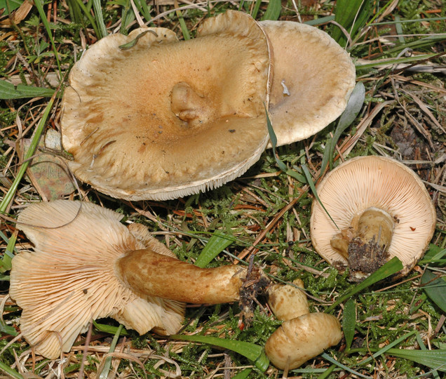 Lactarius olivinus