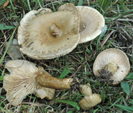 Lactarius olivinus